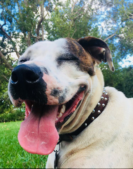 The Bull Arab: Australia’s gentle giant