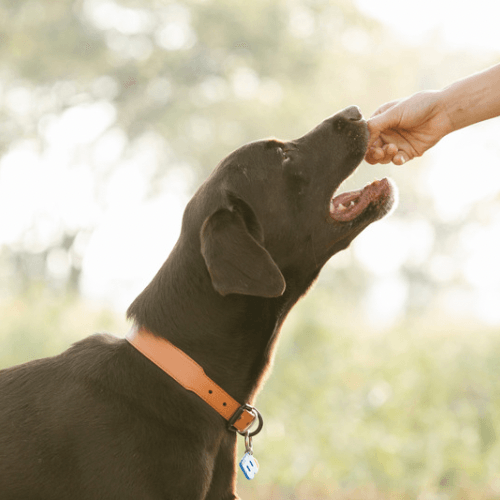 The Benefits of Kangaroo Meat for Dogs: What You Need to Know - Big Dogs Only 