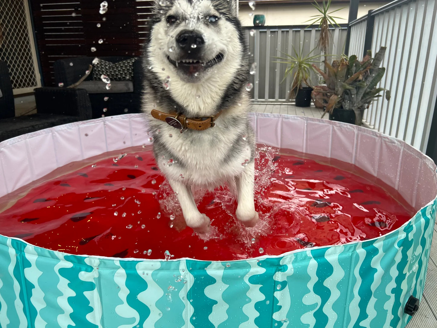 Charlie’s XL Portable Dog Pool