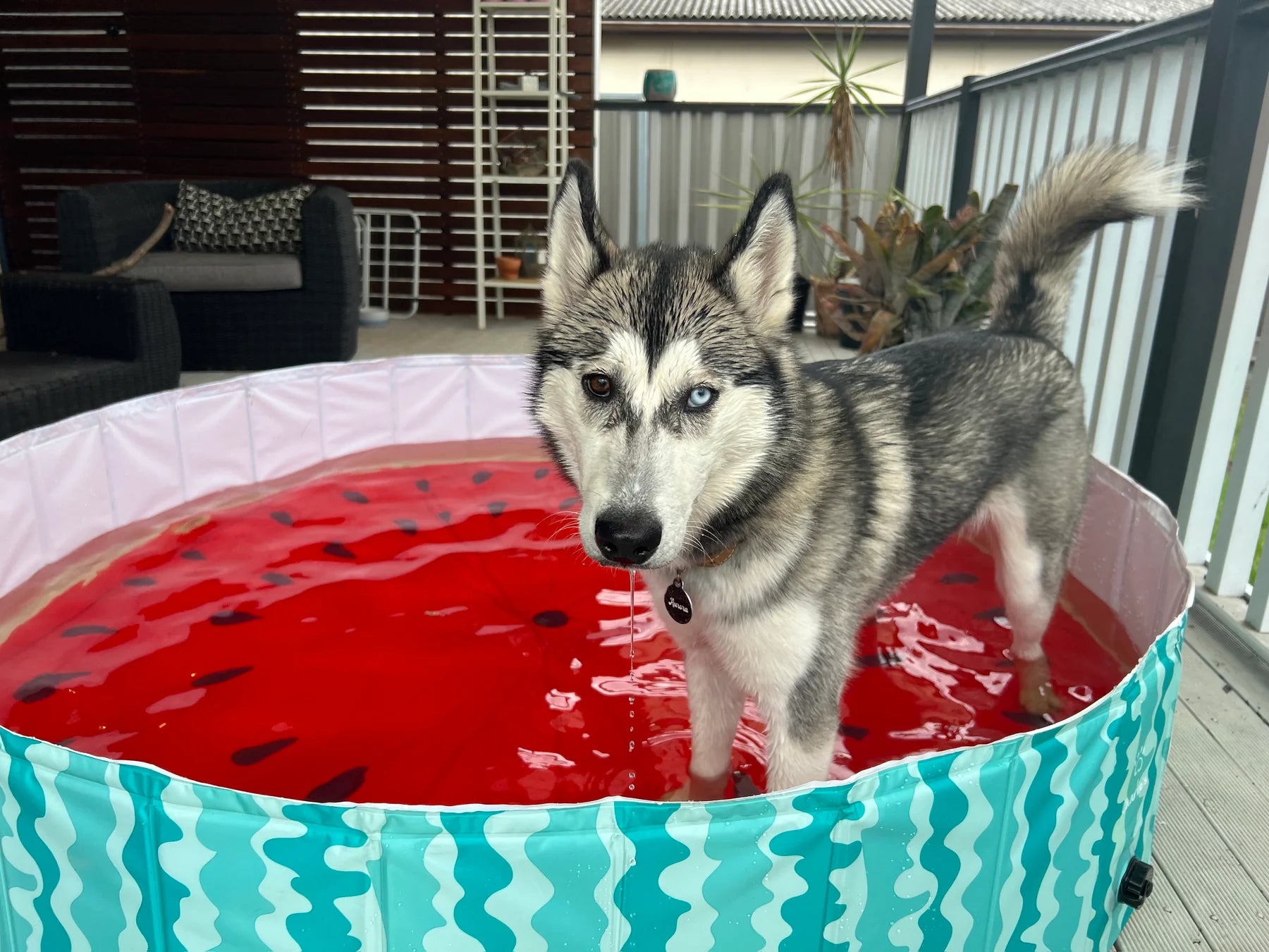 Xl best sale dog pool