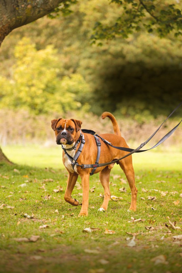 Large Halti Walking Harness