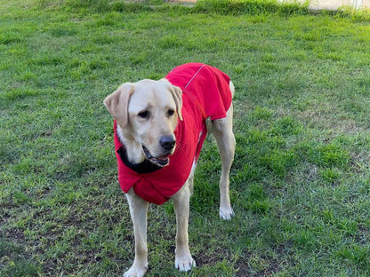 XXL Dog Windbreaker Jacket - Red