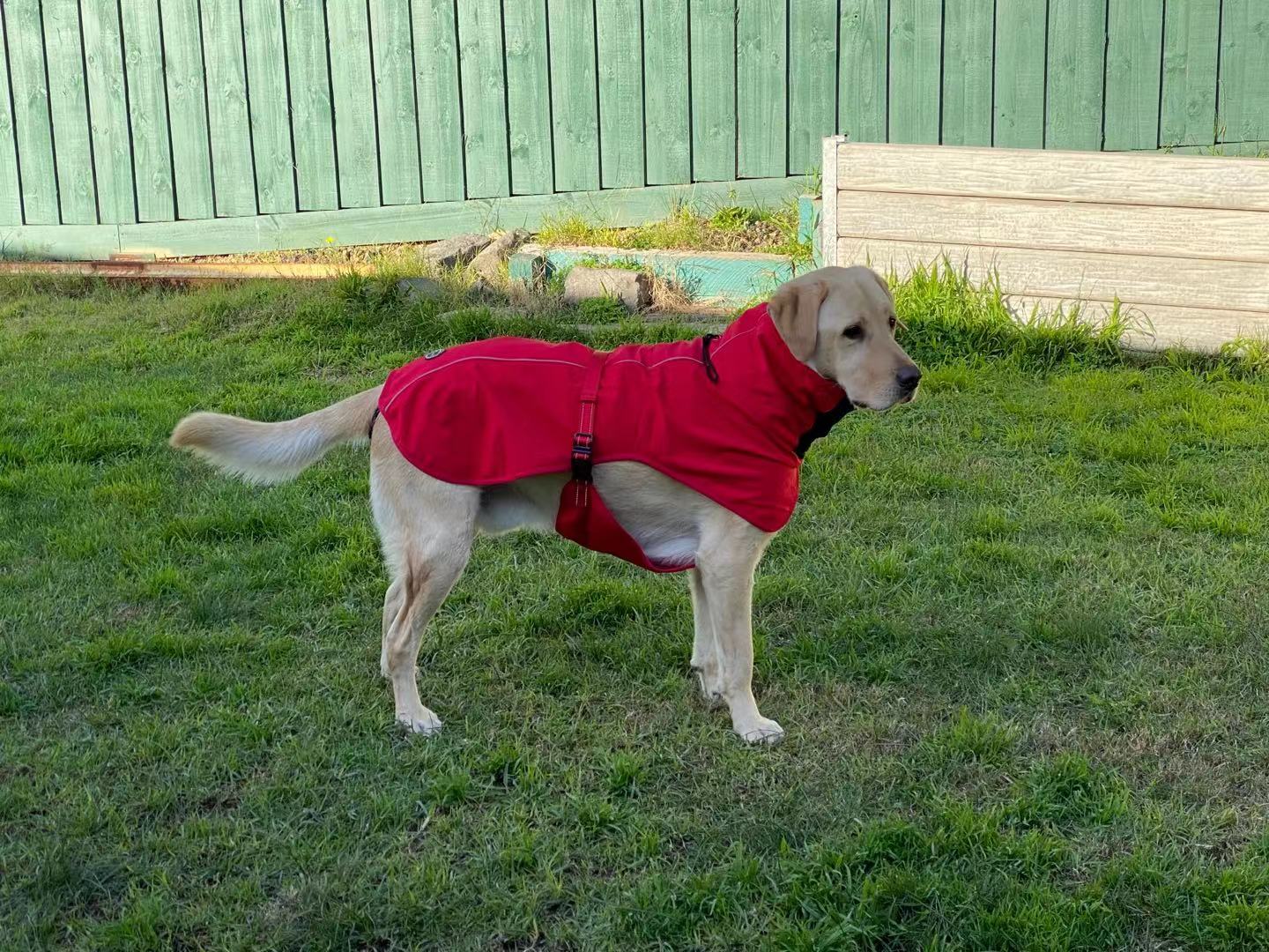 XXL Dog Windbreaker Jacket - Red