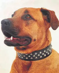 Studded Leather Collar - Black - Big Dogs Only 